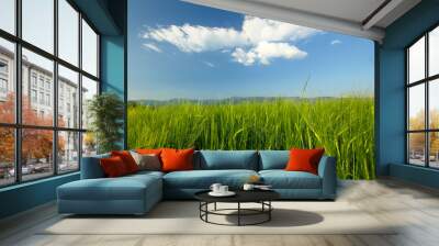 tall green grass on filed Wall mural