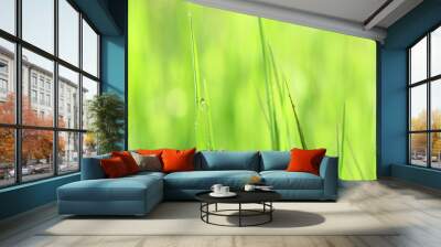 Fresh spring grass Wall mural