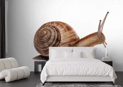 snail on the white background Wall mural