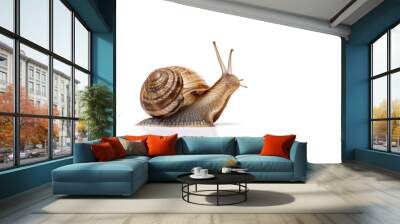 snail on the white background Wall mural