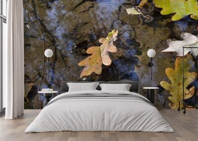 Autumn oak leaves in a puddle. The forest is reflected in the water. Wall mural