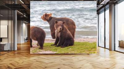 Bear in summer on the lake walks with cubs in sunny weather. Wall mural