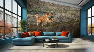 Beautiful golden retriever dog carrying a training dummy in its mouth Wall mural