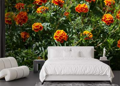 bright marigolds growing in the garden  Wall mural