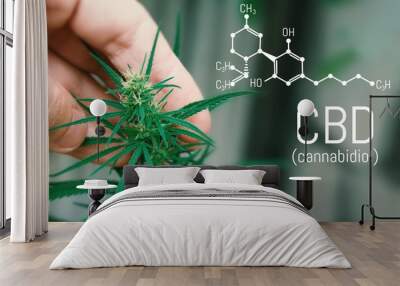 CBD cannabis formula. Cannabidiol molecule. Has antipsychotic effects. Medical hemp oil concept. Beautiful background green cannabis flowers copy space Wall mural