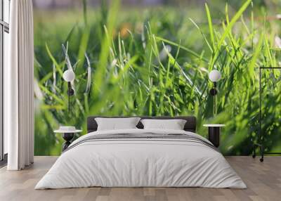 green grass background Wall mural