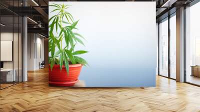 Growing hemp bush in pot at home on a windowsill. Beautiful background of green leaves on cannabis bush, copy space with blurred background Wall mural