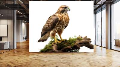 Hawk On The Branch, isolated on a transparent or white background Wall mural