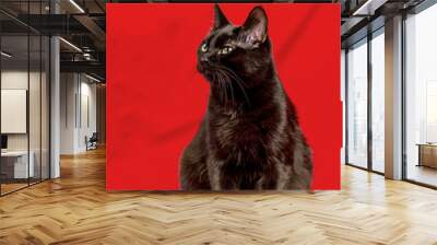 Beautiful black cat in studio on yellow and red colored backgrou Wall mural