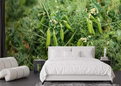 Beautiful close up of green fresh peas and pea pods. Healthy food. Selective focus on fresh bright green pea pods on pea plants in garden. Pea cultivation outdoors and blurred background Wall mural