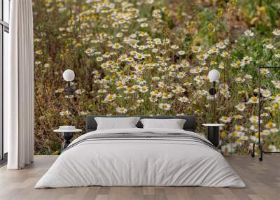 Bloom. Chamomile. Blooming chamomile field, chamomile flowers on  meadow in summer, selective focus, blur. Beautiful nature scene with blooming medical daisies on sun day. Beautiful meadow background Wall mural