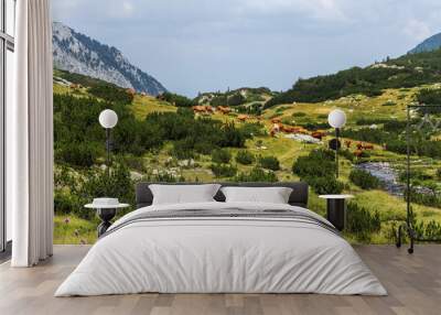 idyllic summer landscape in the mountains with cows grazing on f Wall mural