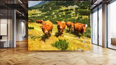 Idyllic summer landscape in the mountains with cows grazing on f Wall mural