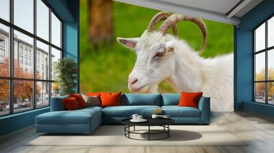 goats Wall mural