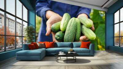 the farmer's hands are holding cucumbers. a farmer works in a greenhouse. rich harvest concept Wall mural