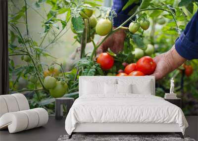 The farmer's hands are holding tomatoes. A farmer works in a greenhouse. Rich harvest concept Wall mural