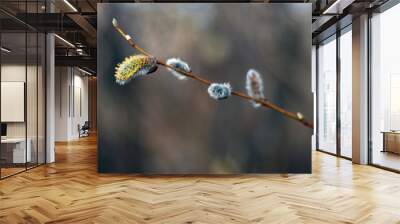 willow buds in spring 2 Wall mural