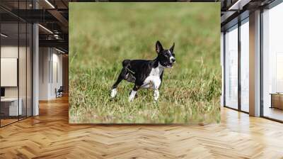 Basenji puppy black and white first time running in field on competition Wall mural