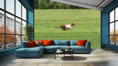 Pharaoh hound dog running in white jacket on green field in summer Wall mural