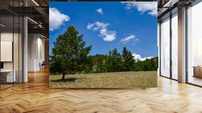 landscape with trees and clouds Wall mural