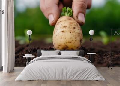 a closeup of a potato plant being pulled from the soil roots and all organic farming harvest season rural agriculture with rich Belarusian earth clinging to it showing the process of harvesting Wall mural