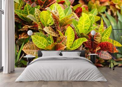 Colorful Croton Leaves Background. Beautyful natural backdrop with croton plant in sunny day at ptropical park Wall mural