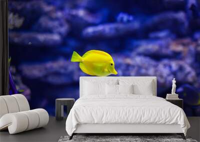 Funny yellow tropical fishe in blue coral reef sea water aquarium. Wall mural