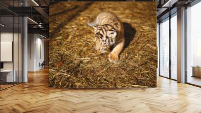 little cute tiger cub lies in the sun on the grass Wall mural