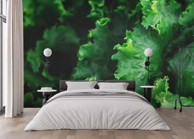 Banner with texture of organic healthy green lettuce plants. Local vegetable planting farm. Fresh Green Curly iceberg salad leaves growing texture. Natural vegetable garden background Wall mural