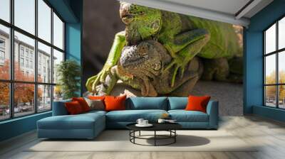 Two green iguanas captured together gazing at the lens. Exotic reptiles in the wild Wall mural