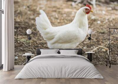 Chicken broilers. Poultry farm. White chicken walkinng in a farm garden. Wall mural