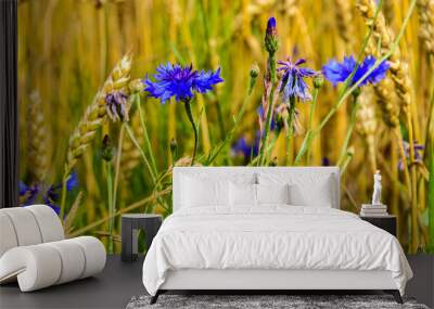 Cornflower, knapweed Centaurea scabiosa or greater knapweed blue flower growing in the field. Close up, selective focus. Wall mural