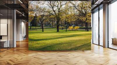 Beautiful park scene with green grass and high trees in the  evening sunlight, city park in spring time Wall mural