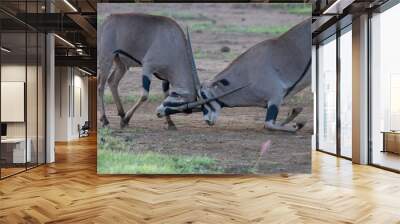 battle between two oryxes Wall mural