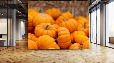 pumpkin patch Wall mural