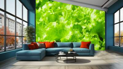 wet Leaves of green salad closeup texture background Wall mural