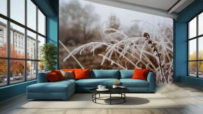 Frost frost on the grass. The first cold day of winter. Late autumn. Wall mural