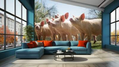 Young pigs grazing on green grass Wall mural