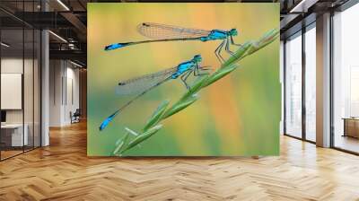 Dragonfly on a colorful background Wall mural