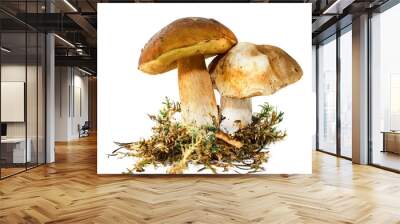 Two fresh porcini mushrooms in a moss isolated on white Wall mural