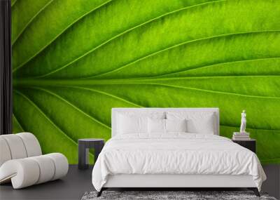  green leaf texture Wall mural