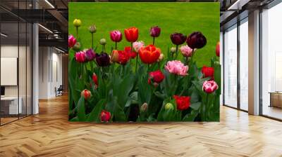 Beautiful spring flowers in park Wall mural