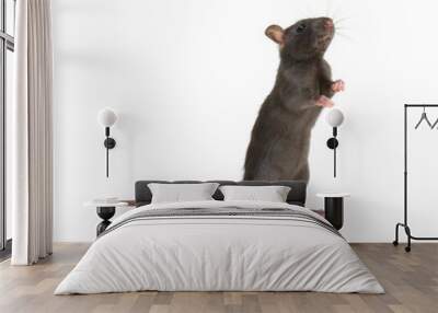 black rat isolated on the white Wall mural