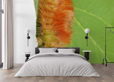 Caterpillar on leaf isolated on white Wall mural