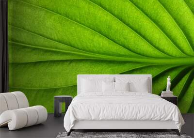 close up on green leaf Wall mural