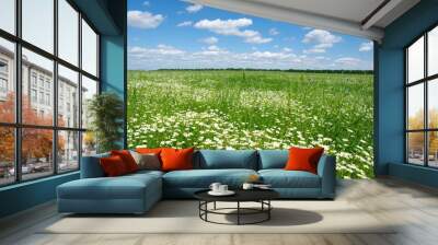 field of camomiles Wall mural