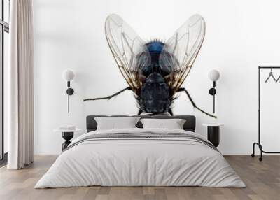 fly on a white Wall mural