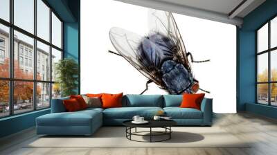 fly on a white Wall mural