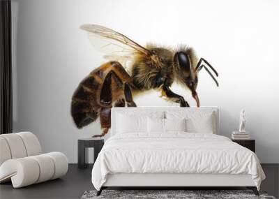 Flying Bee isolated on white Wall mural