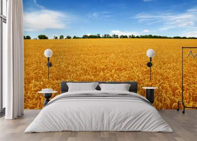 Golden wheat field with blue sky Wall mural